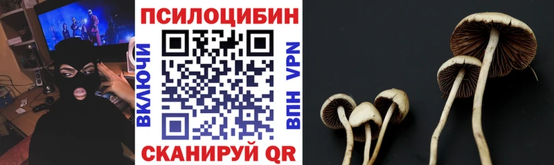 как найти наркотики  Кашира  Псилоцибиновые грибы Psilocybe 